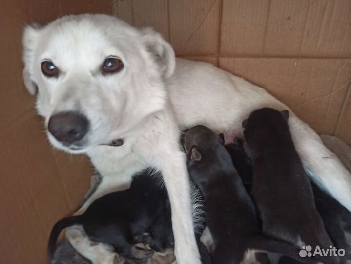 Бордер терьер