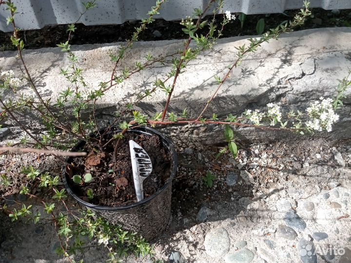 Саженцы плодовых, ягодных и декоративных культур