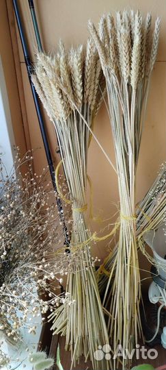 Колосья пшеницы от 10шт
