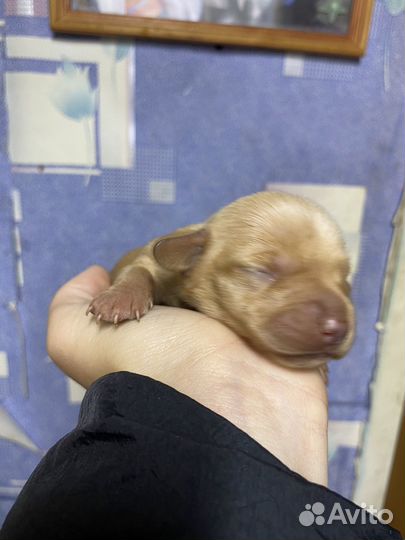 Щенки таксы