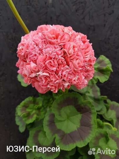 Пеларгония герань