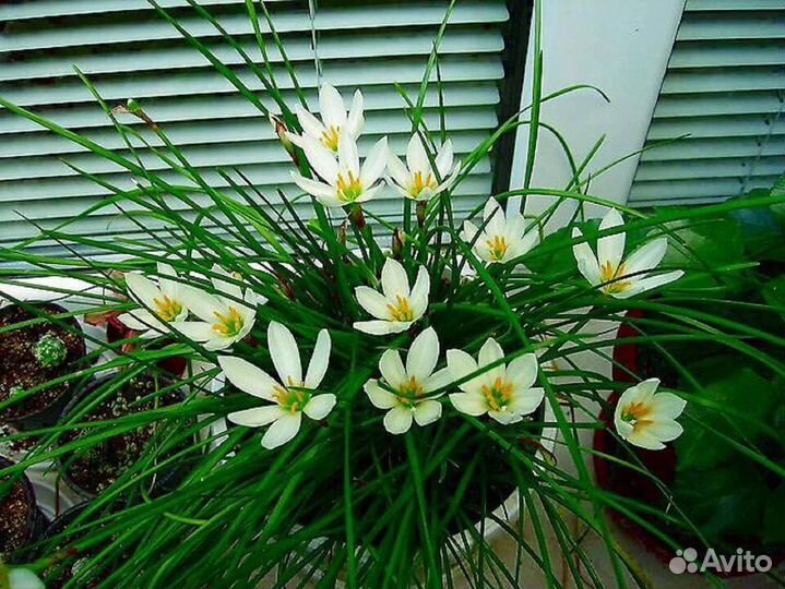 Комнатное растение. Зефирантес