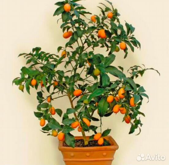 Лимон, лайм,мандарин,кинкан