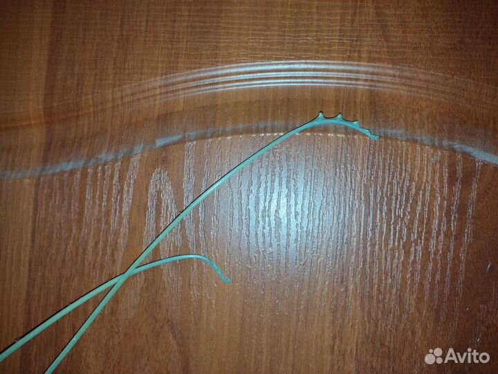 Папоротники комнатные (разные виды)