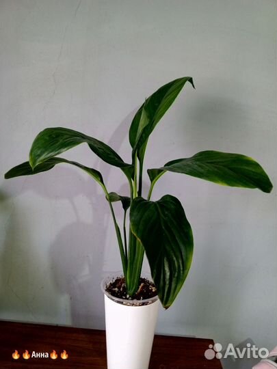 Спатифиллум