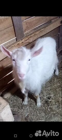 Козел на вязку