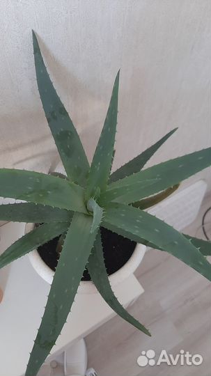 Продам цветы комнатные