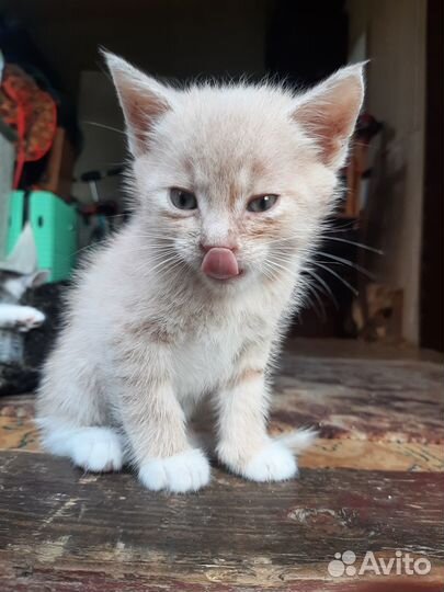 Котята в дар