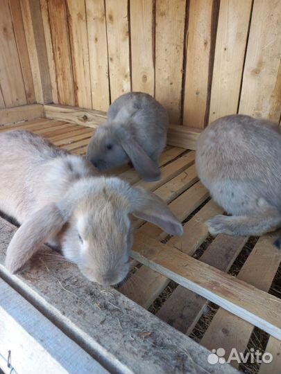Кролик французский баран