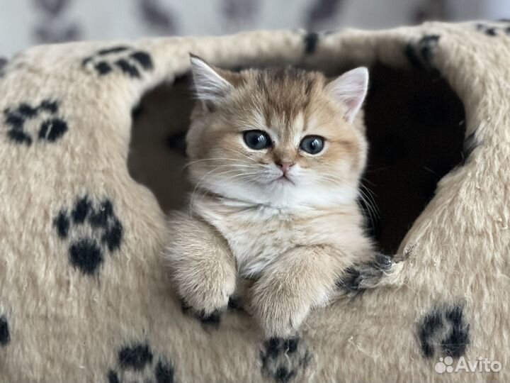 Продается девочка золотая шиншилла