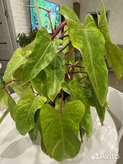 Филодендрон