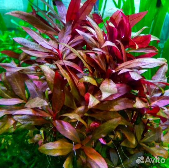 Альтернатера Рейнеке аквариумные растения и рыбки