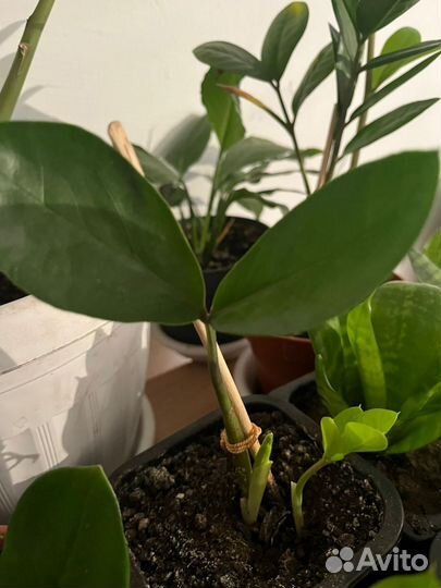 Замиокулькас