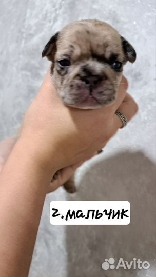 Французский бульдог щенки