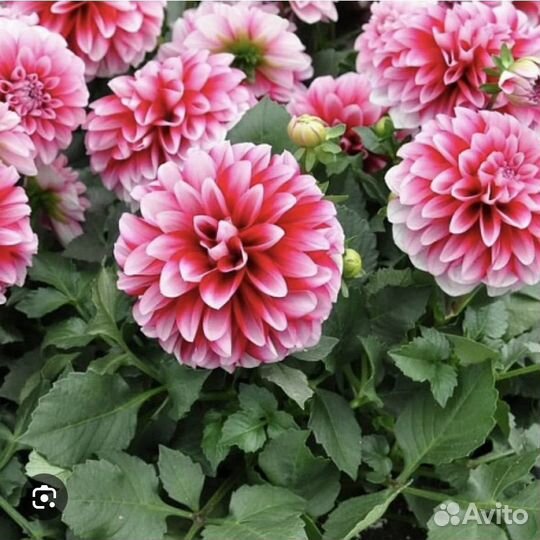 Георгин вегетативный