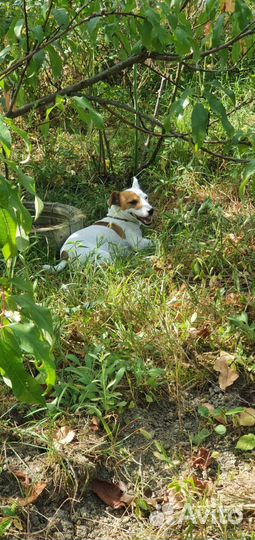 Передержка собак мелких и средних пород до 15 кг