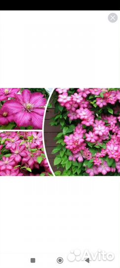 Саженцы клематиса