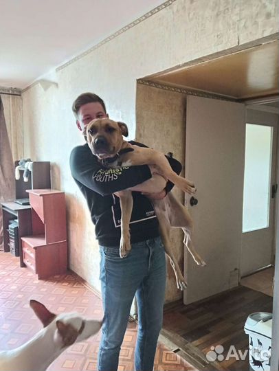 Передержка Дрессировка Кинолог Хендлер Зоопсихолог