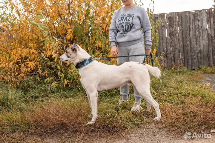 Собака в добрые руки