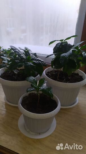 Кофе арабика