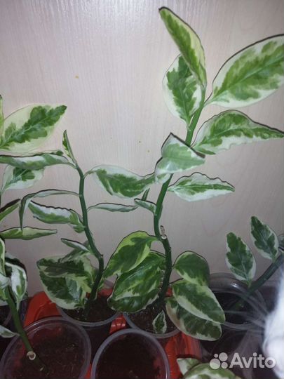 Продам цветы комнатные