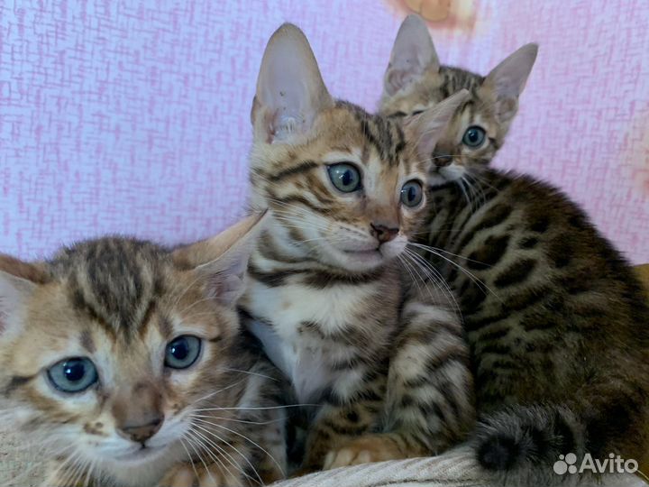 Бенгальские котята