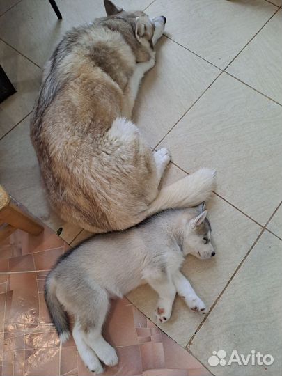 Щенок сибирской хаски (девочка)