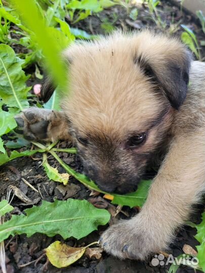 Отдам щенка в надёжные руки