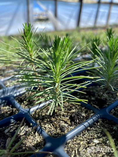 Саженцы сосны зкс