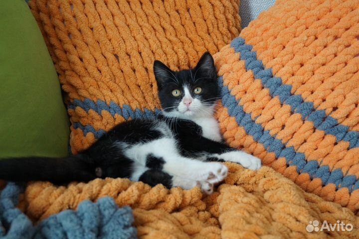 Котёнок Дин мальчик