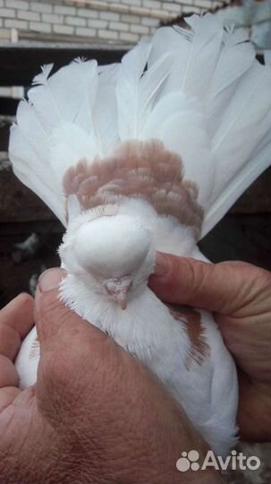 Голуби и попугаи