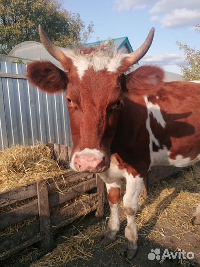 Корова телка