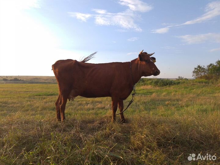 Корова дойная