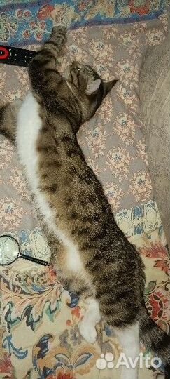 Ищу кошку