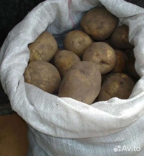 Продам картофель