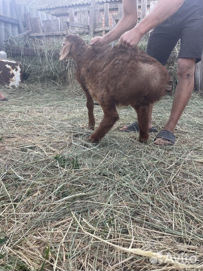 Баран гесар