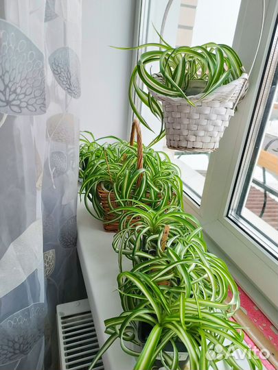 Комнатные растения