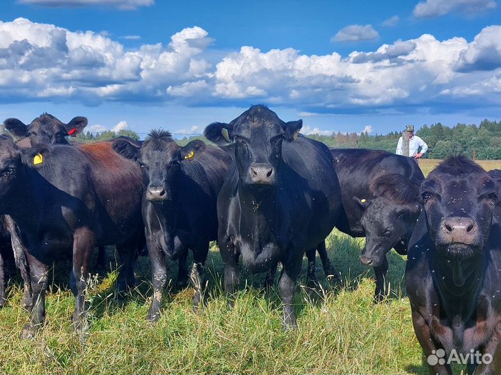 Коровы абердин ангус на мясо