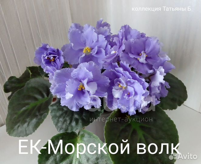 Фиалка сортовая