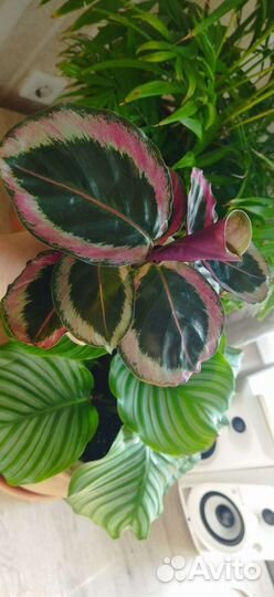 Калатея, филодендрон, сингониум, сциндапсус
