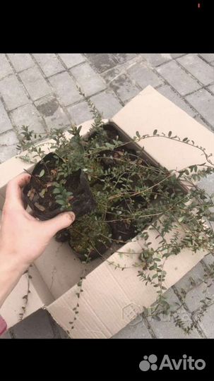 Клюква крупноплодная саженцы