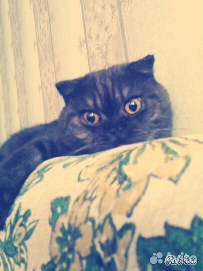 Шотландский вислоухий кот