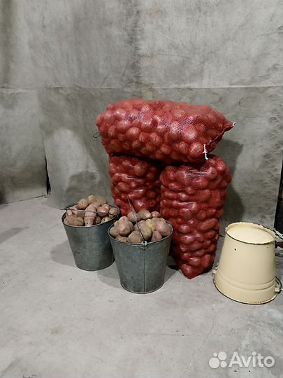 Картофель отборный