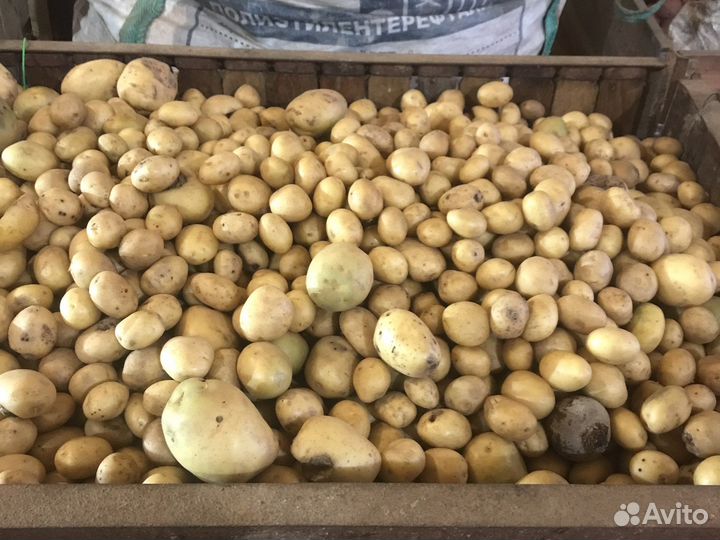 Картофель мелкий на корм скоту
