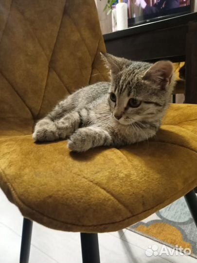 Маленькая кошечка