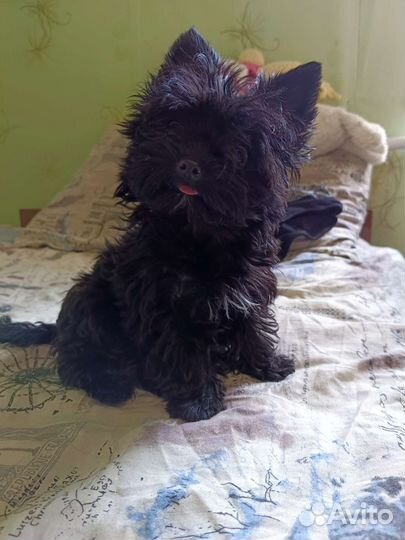 Вязка Йорка