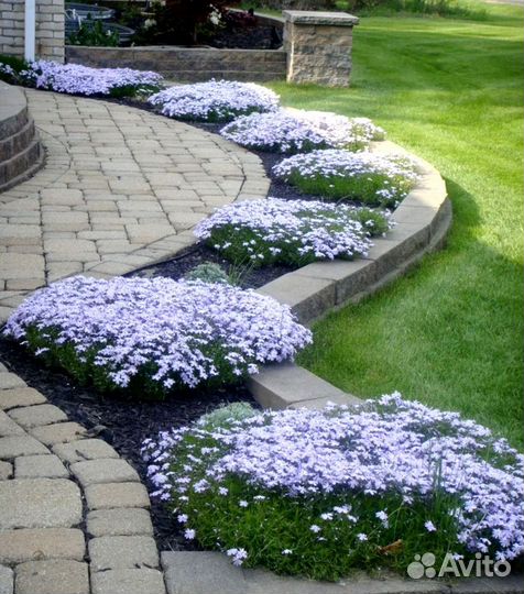 Саженцы флокс шиловидный