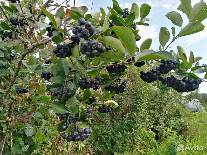 Черноплодная рябина