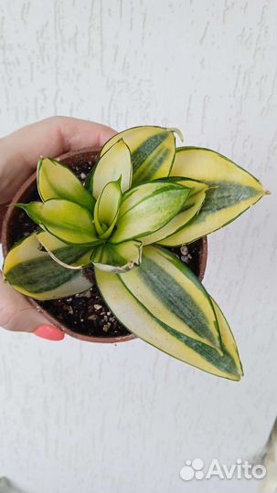 Сансевиерия комнатные растения цветы