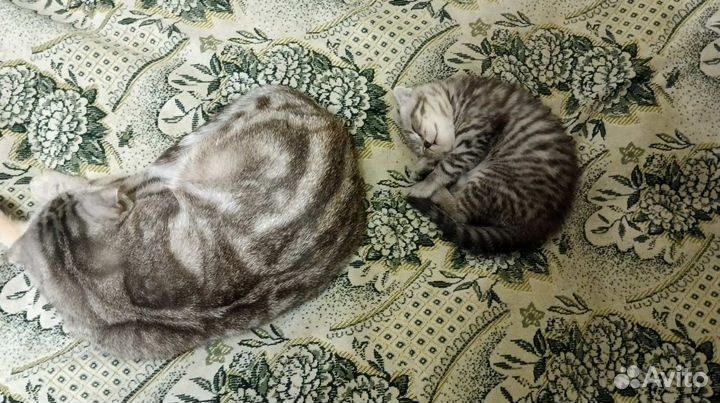 Британские котята
